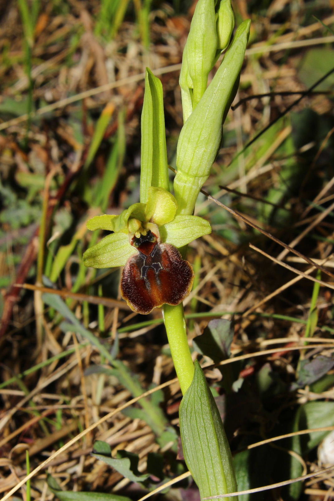 Ophrys arachnitiformis a confronto